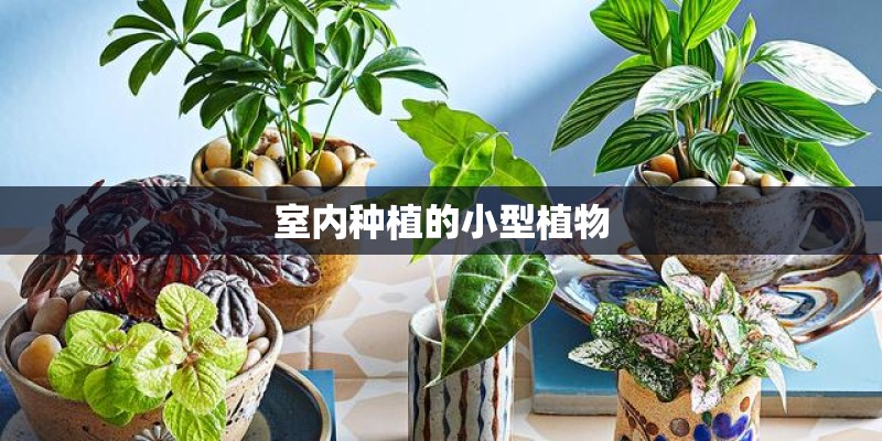室内种植的小型植物