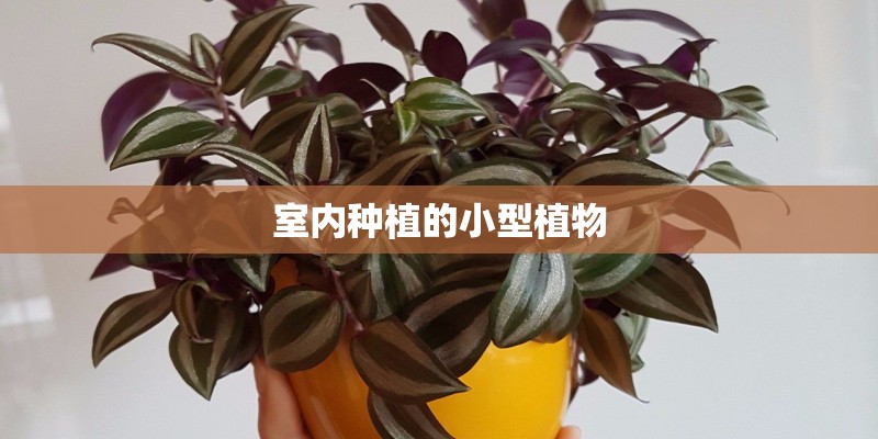 衡阳龙江阳光城值得买吗？