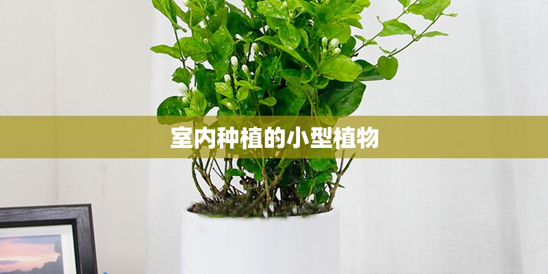 室内种植的小型植物