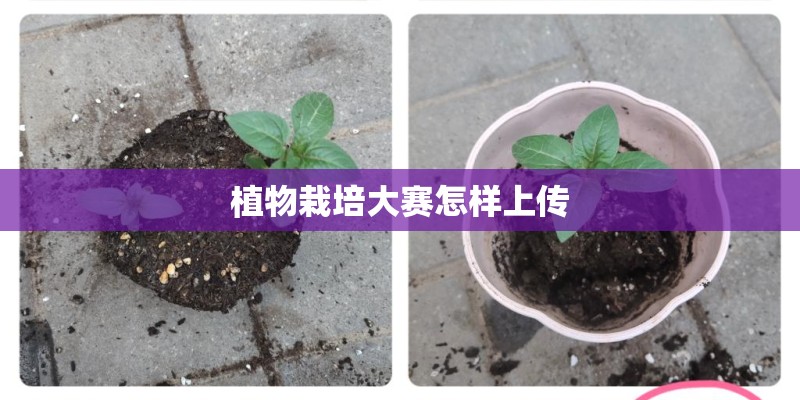 植物栽培大赛怎样上传