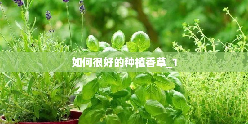 如何很好的种植香草_1