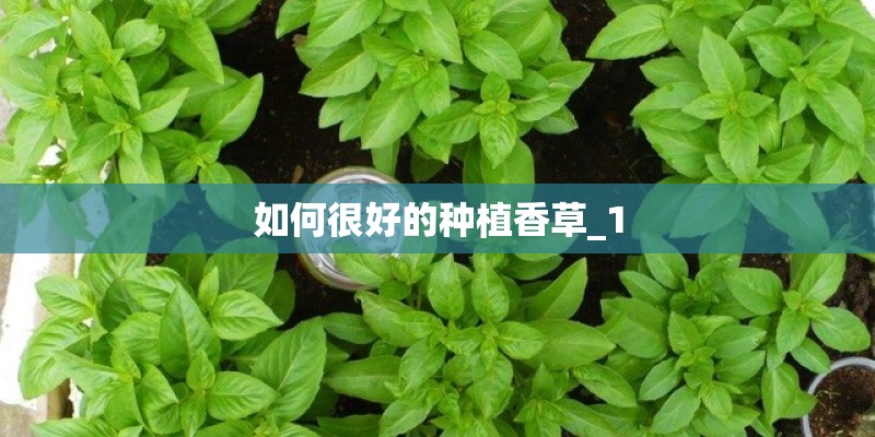 如何很好的种植香草_1