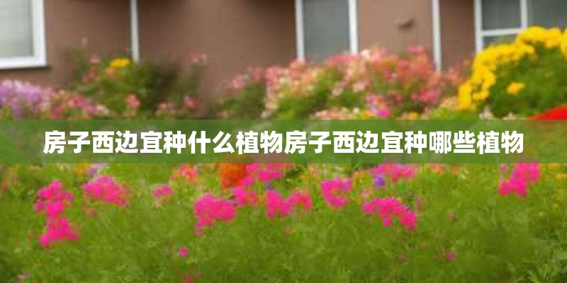房子西边宜种什么植物房子西边宜种哪些植物