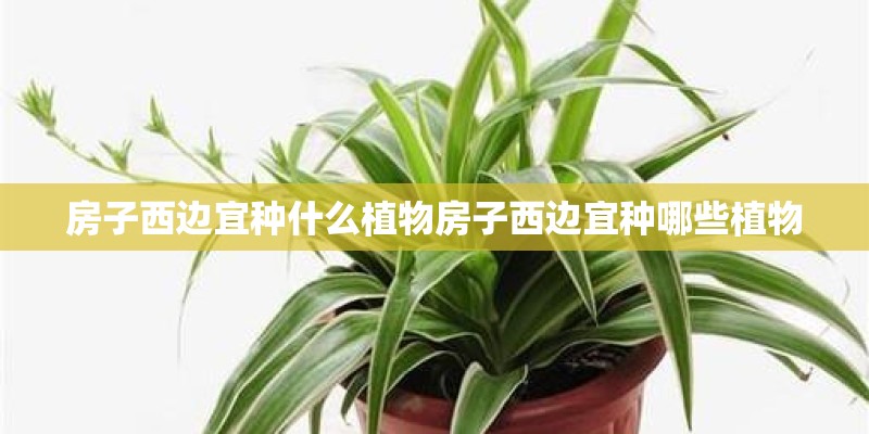 房子西边宜种什么植物房子西边宜种哪些植物