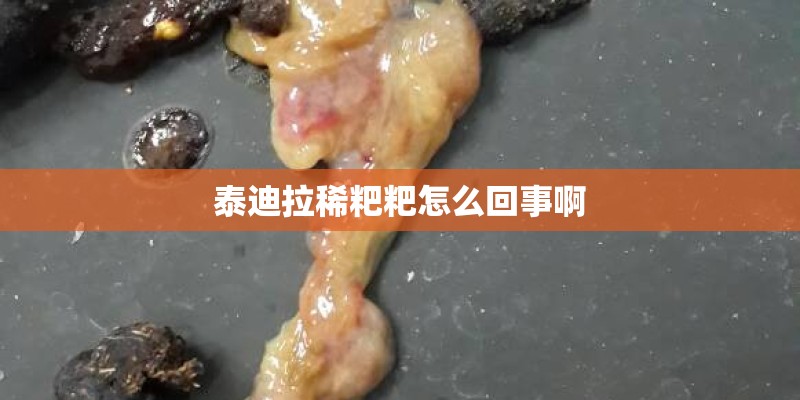 泰迪拉稀粑粑怎么回事啊