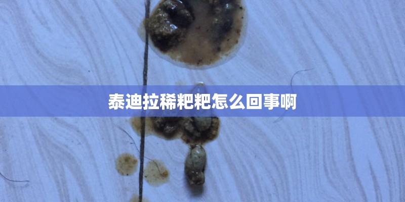 泰迪拉稀粑粑怎么回事啊 泰迪拉稀粑粑怎么回事啊