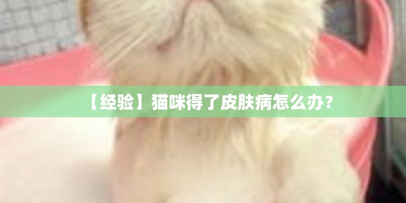 【经验】猫咪得了皮肤病怎么办？