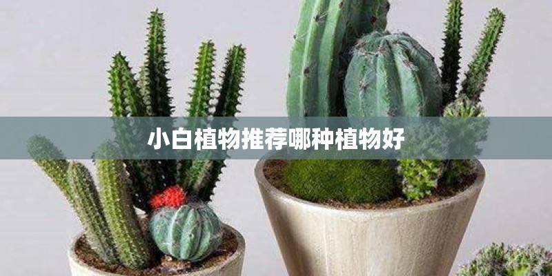 小白植物推荐哪种植物好