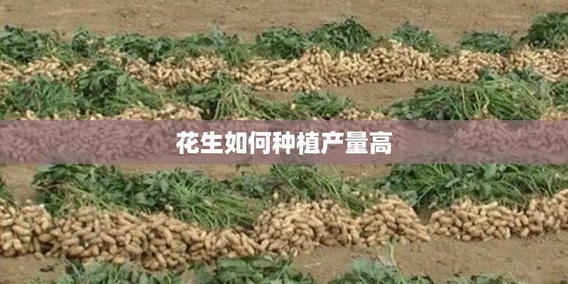 花生如何种植产量高