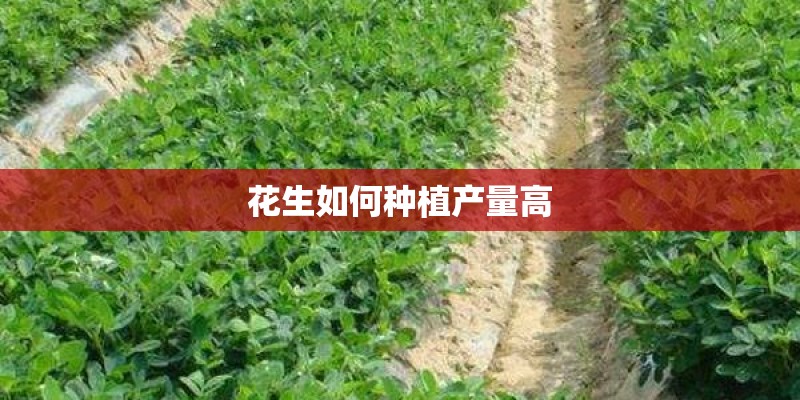 花生如何种植产量高