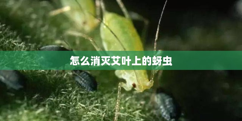 怎么消灭艾叶上的蚜虫