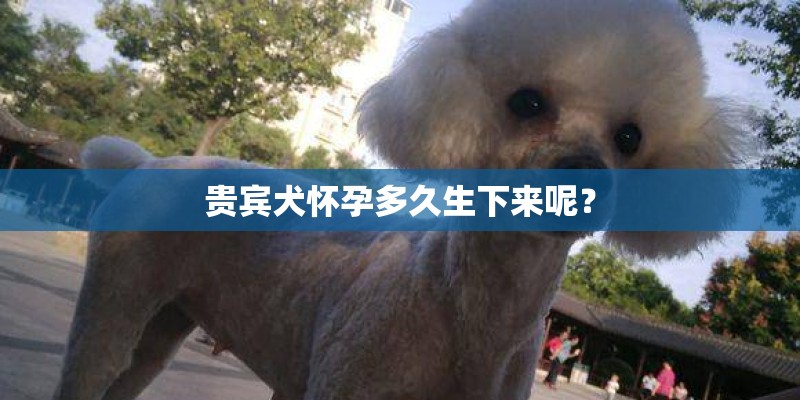贵宾犬怀孕多久生下来呢? 贵宾犬怀孕多久生下来呢?