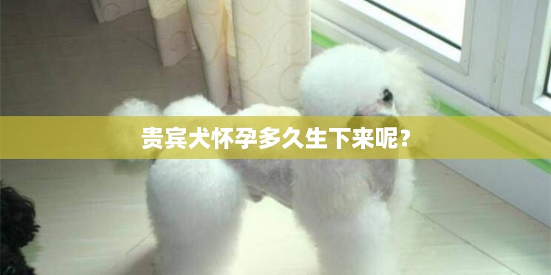 贵宾犬怀孕多久生下来呢? 贵宾犬怀孕多久生下来呢?