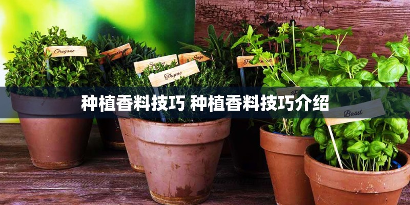 种植香料技巧 种植香料技巧介绍