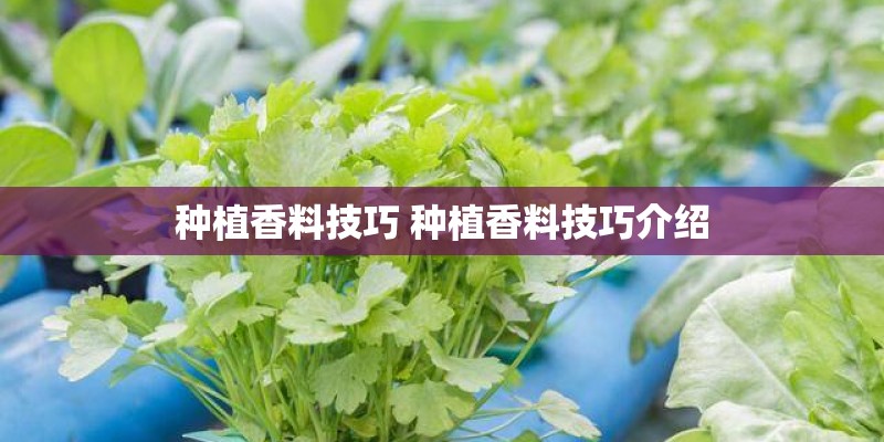 种植香料技巧 种植香料技巧介绍