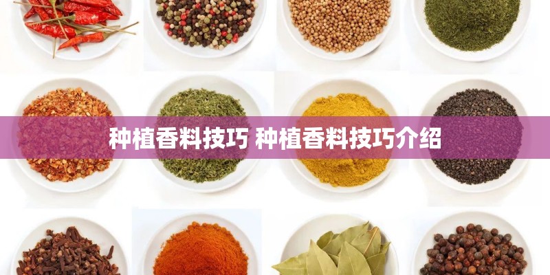 种植香料技巧 种植香料技巧介绍