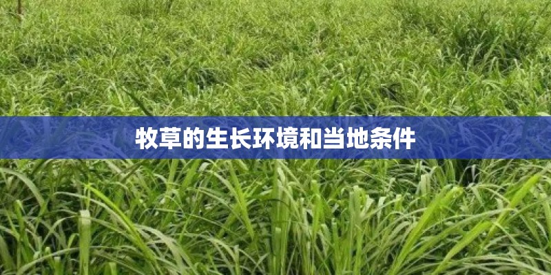 牧草的生长环境和当地条件