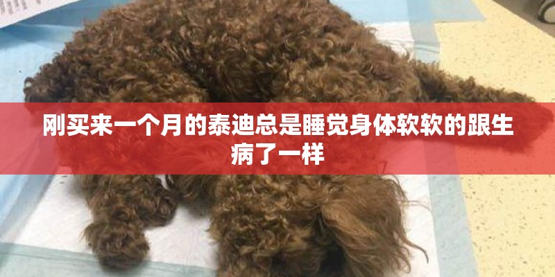 刚买来一个月的泰迪总是睡觉身体软软的跟生病了一样