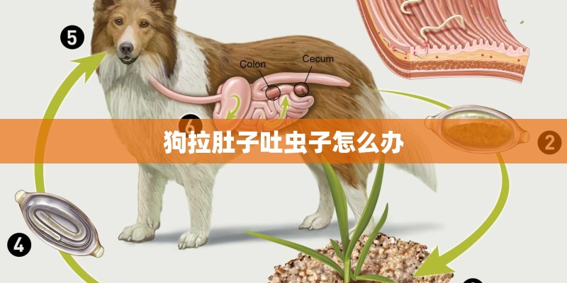 狗拉肚子吐虫子怎么办