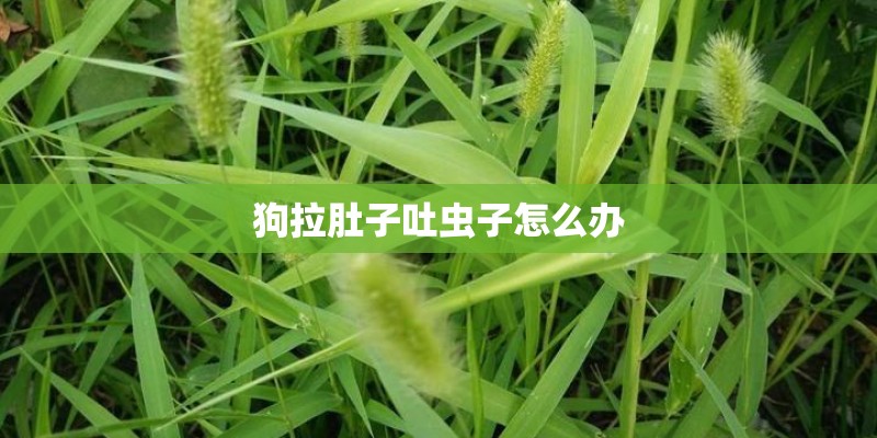 狗拉肚子吐虫子怎么办