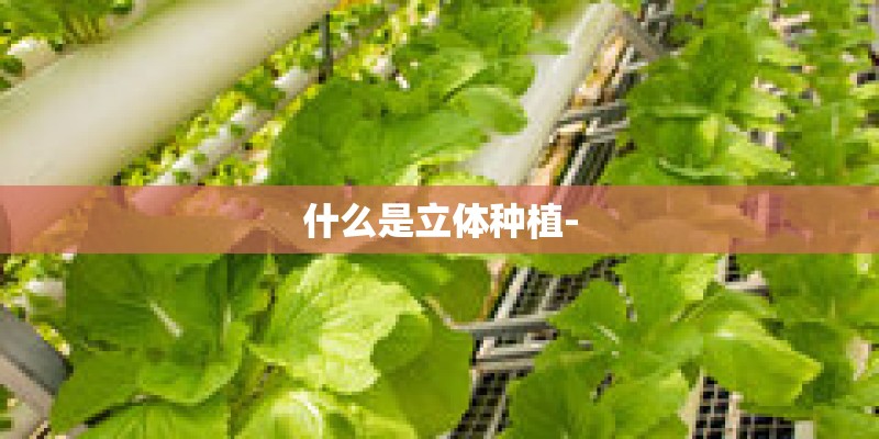 什么是立体种植-