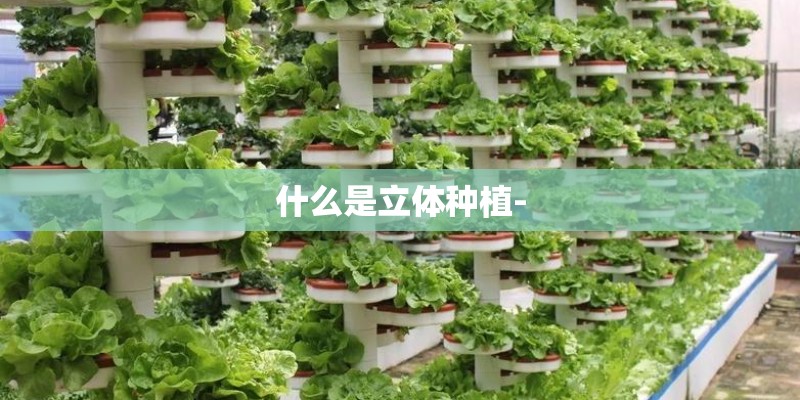 什么是立体种植-