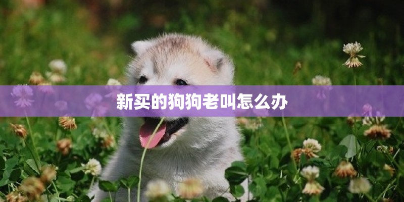 新买的狗狗老叫怎么办