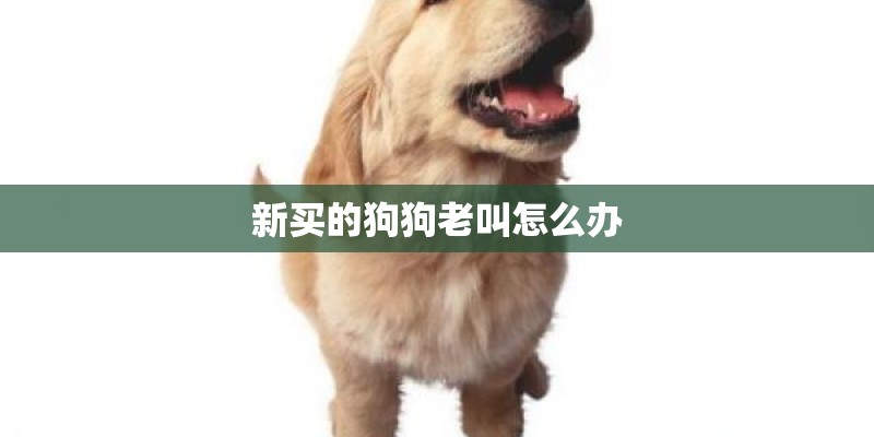 新买的狗狗老叫怎么办