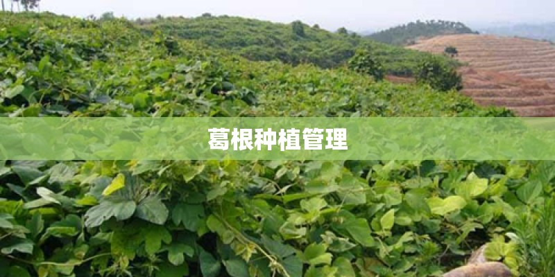 葛根种植管理 葛根种植管理