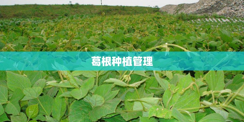 葛根种植管理 葛根种植管理