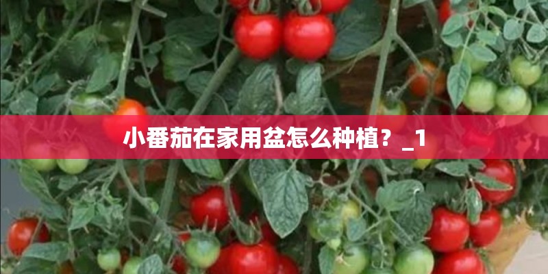小番茄在家用盆怎么种植？_1