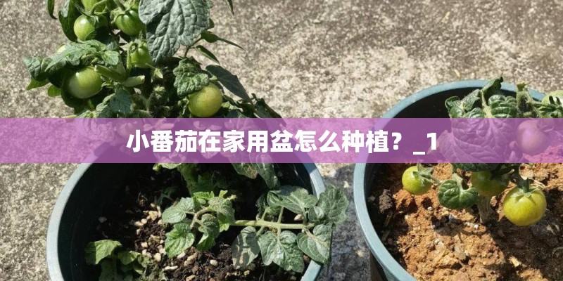 小番茄在家用盆怎么种植？_1