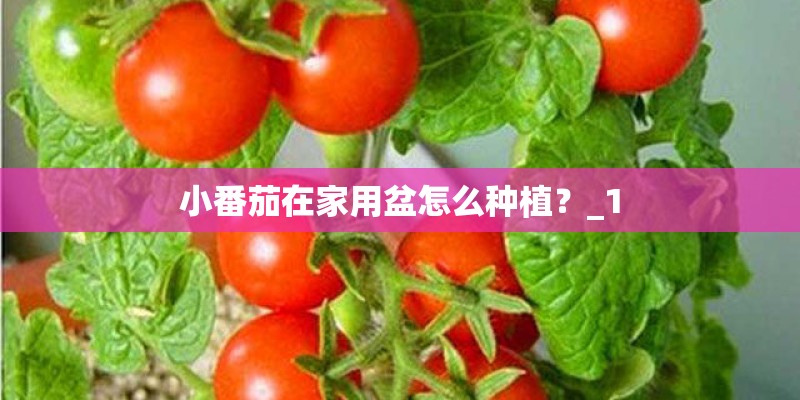 小番茄在家用盆怎么种植？_1