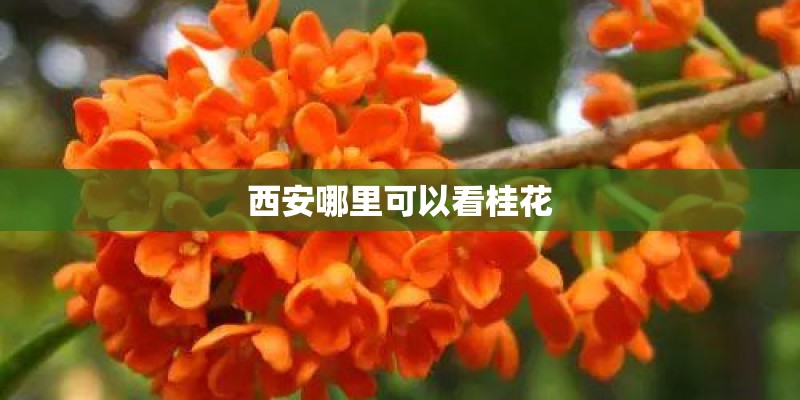 西安哪里可以看桂花