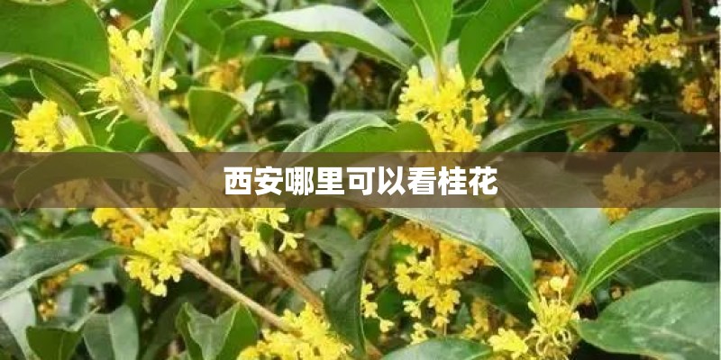 西安哪里可以看桂花 西安哪里可以看桂花