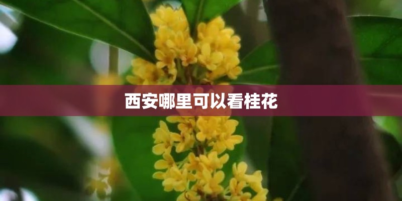 西安哪里可以看桂花 西安哪里可以看桂花