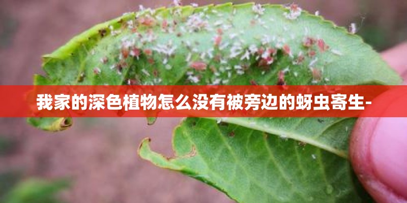 我家的深色植物怎么没有被旁边的蚜虫寄生-