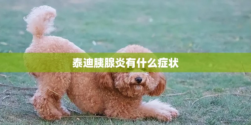 泰迪胰腺炎有什么症状