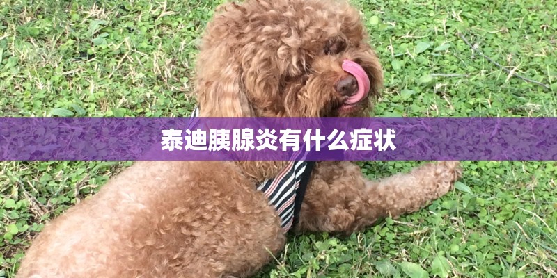 泰迪胰腺炎有什么症状