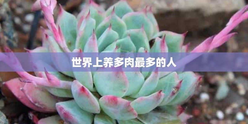 世界上养多肉最多的人