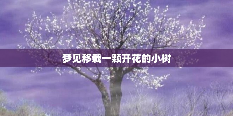 梦见移栽一颗开花的小树