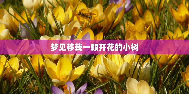 梦见移栽一颗开花的小树