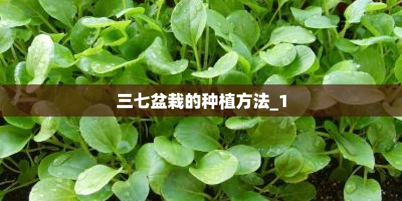 三七盆栽的种植方法_1