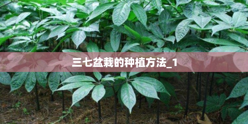 三七盆栽的种植方法_1