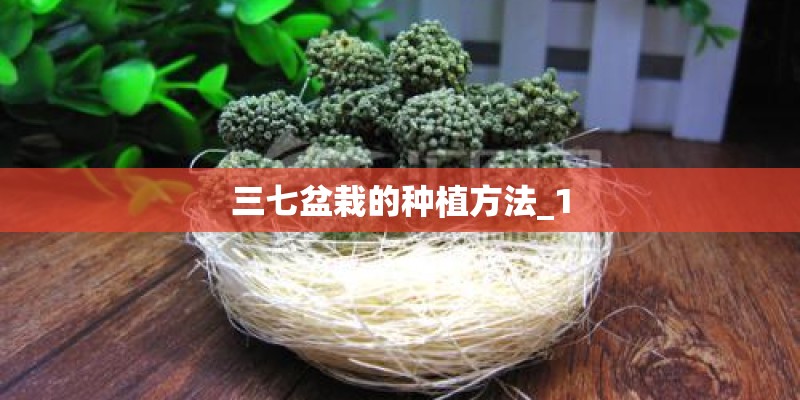 三七盆栽的种植方法_1