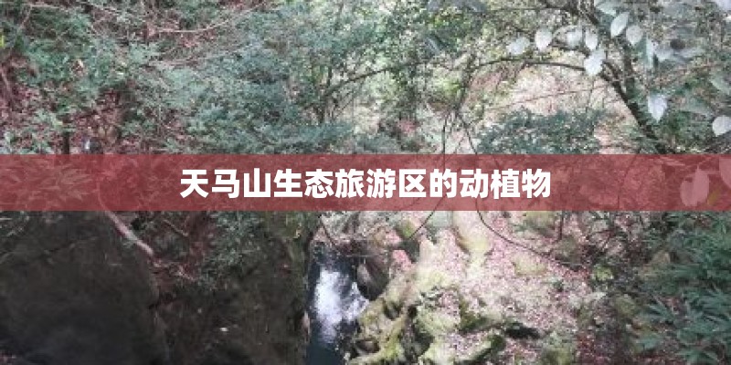 天马山生态旅游区的动植物