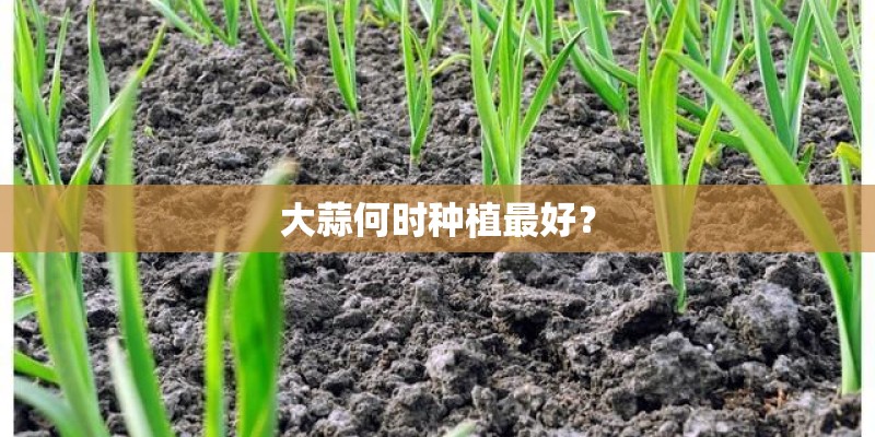大蒜何时种植最好？