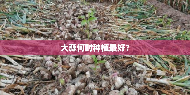 大蒜何时种植最好？