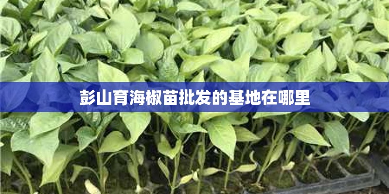 彭山育海椒苗批发的基地在哪里