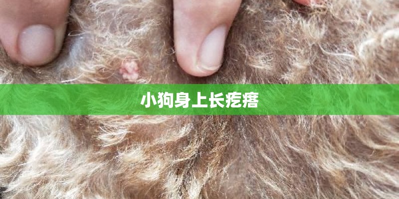 小狗身上长疙瘩